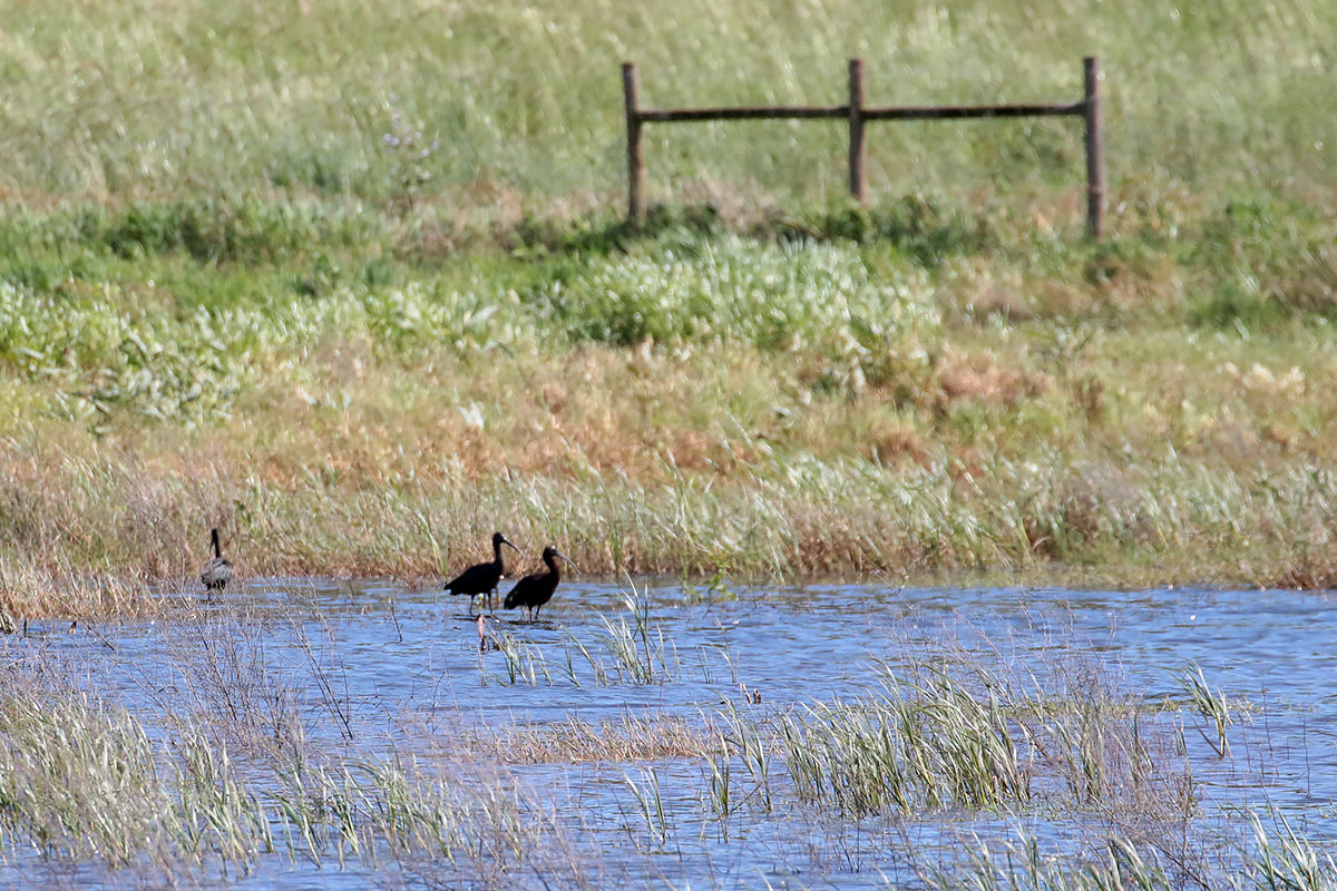 Zwarte ibis